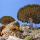 Image for article titled Where on Earth do these extraterrestrial toadstool trees grow?